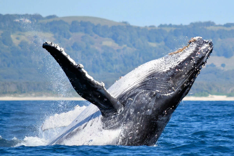 Video emocionante: dos kayakistas fueron sorprendidos por tres ballenas en el mar