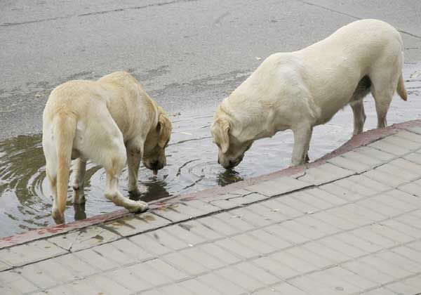 Aprobarán una ordenanza sobre las mascotas