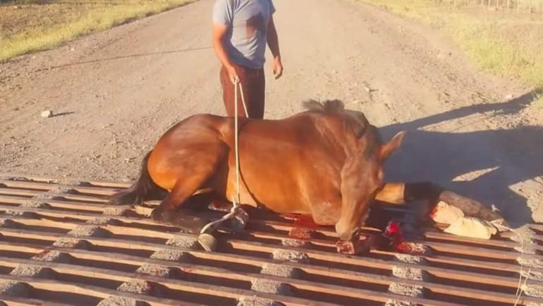 Video: vio a una yegua herida y atascada: no dudó en frenar y ayudarla