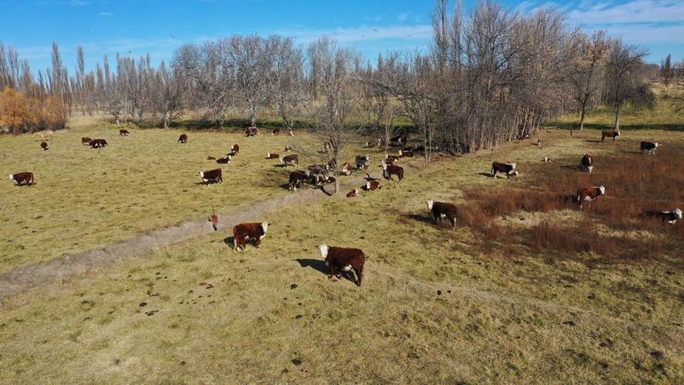 Declaran la emergencia por sequía en el este rionegrino
