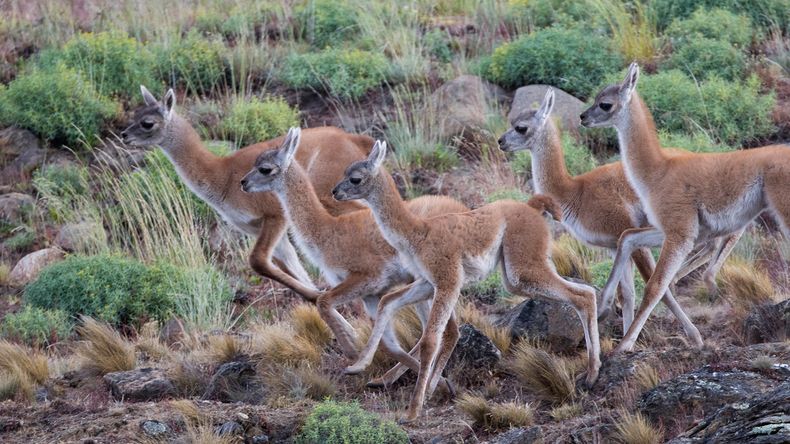 La sobrepoblación del guanaco está generando serios problemas en las tierras de la Patagonia.