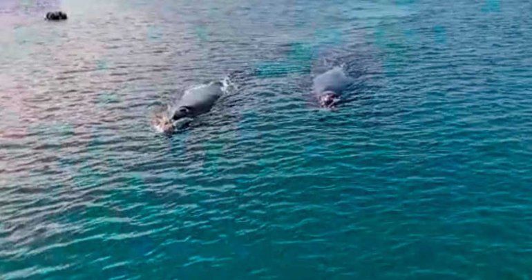 Mirá las ballenas cerca de la costa y de los barcos en el puerto del Este