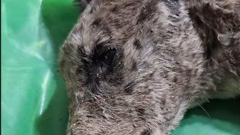 Las dos cachorras fueron encontradas en un estado extremo de desnutrición, que no les permite estar paradas por sus propios medios. 