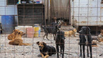 campana de adopcion busca hallar hogar para los perros de la isla 