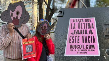 toti cumplio 32 anos: una vida de soledad y en cautiverio toti cumplio 32 anos: una vida de soledad y en cautiverio