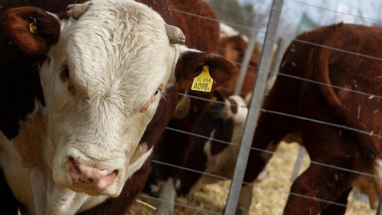 Río Negro es la primera provincia en exportar carne vacuna a Japón