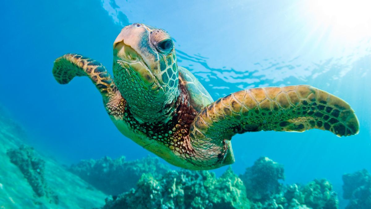 Las tortugas marinas están en peligro por exceso de hembras