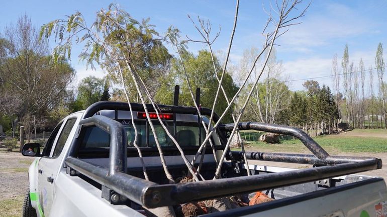 A partir del lunes se entregarán los árboles de vereda.