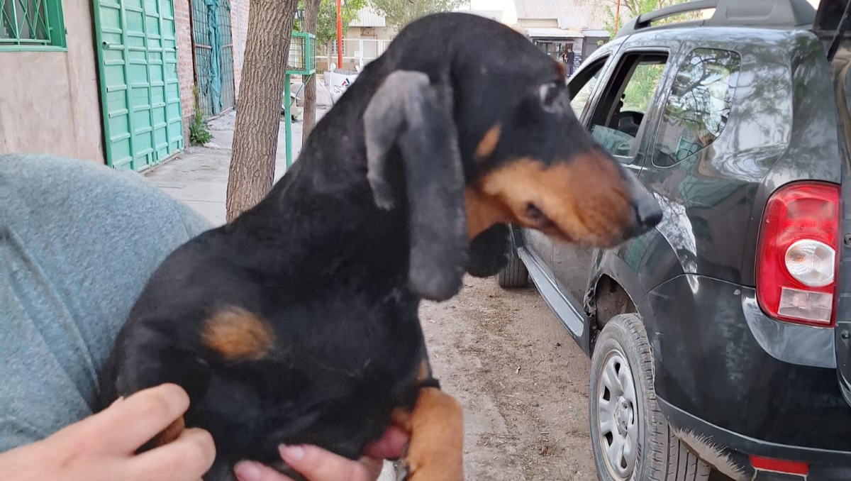 Los perros salchichas rescatados ya tienen familias esperando su adopción