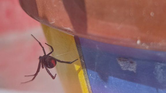 Alerta por el hallazgo de una viuda negra en Fernández Oro
