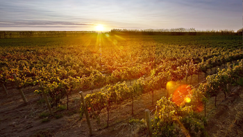 La Patagonia representa el 0,4% de los despachos totales de vino en el mercado interno. | LMCipolletti.com La Patagonia representa el 0,4% de los despachos totales de vino en el mercado interno.