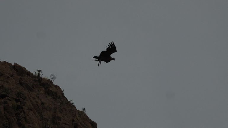 Los dos cóndores fueron liberados y su primer vuelo quedó captado por las cámaras durante la emocionante jornada.