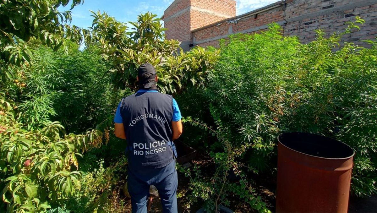 Una selva de marihuana en Choele Choel: secuestraron más de 70 plantas