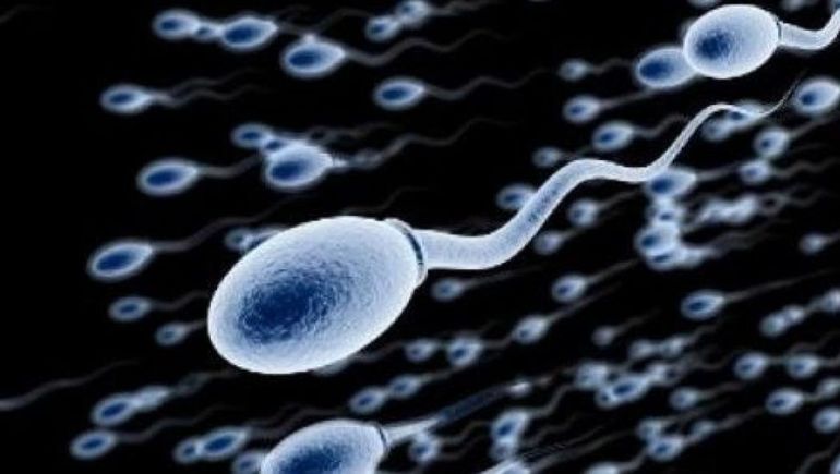 La calidad del semen, bajo la lupa.