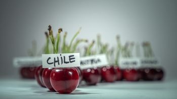 el profundo ajuste que debera enfrentar la industria de cerezas de chile