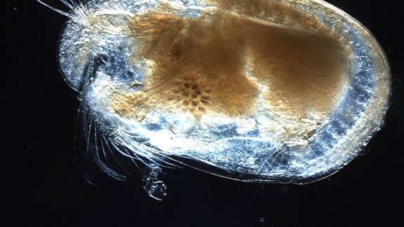 Hallaron el semen más antiguo en un ámbar en Myanmar