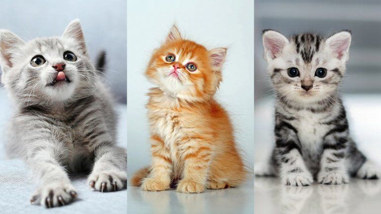 Por qué hay tres fechas en las que se celebra el Día del Gato