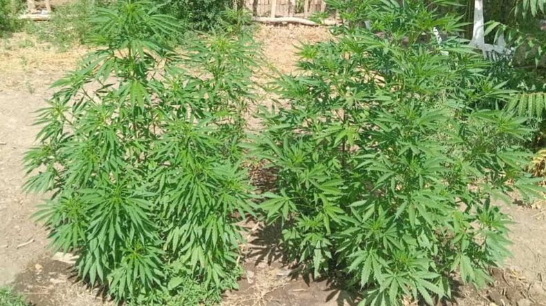 Buscaban armas de fuego y encontraron una plantación de marihuana en el patio de una casa