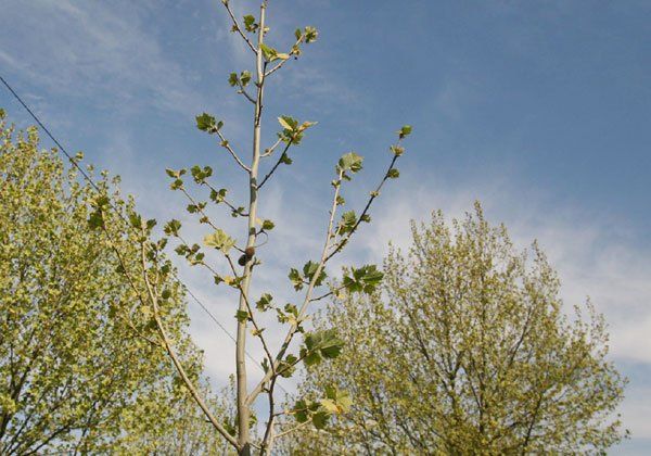 Se aprontan a lanzar podas de corrección del arbolado urbano