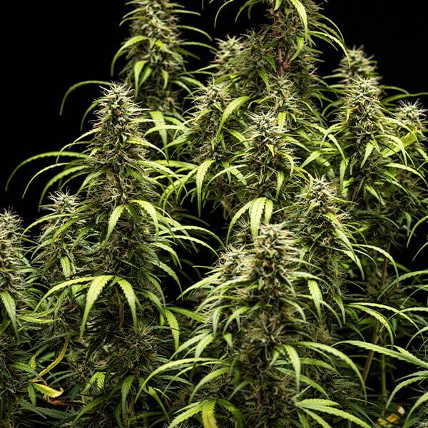 La vecina de Sierra Grande admitió que cultivaba plantas de marihuana para su consumo personal.&nbsp;