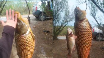 ensayan la pesca comercial de carpas en canales de riego