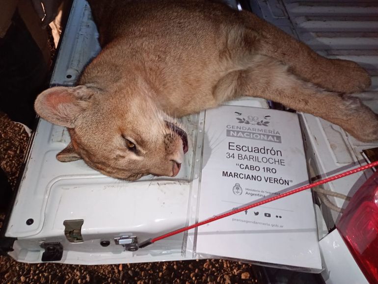 El animal fue trasladado sedado mediante rifles de anestesia.&nbsp;