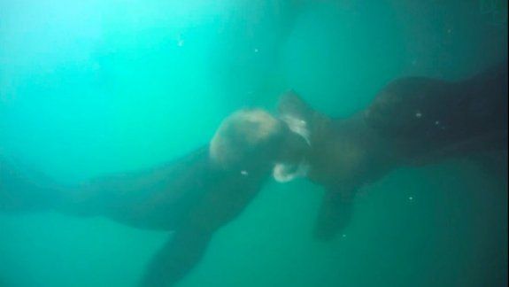 El tercer lobito ya atrap&oacute; al pescado y se lo lleva.