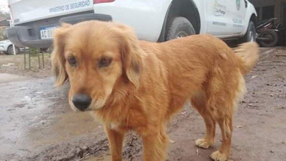 Lo detuvieron por robo y su perrita lo espera afuera hace un año