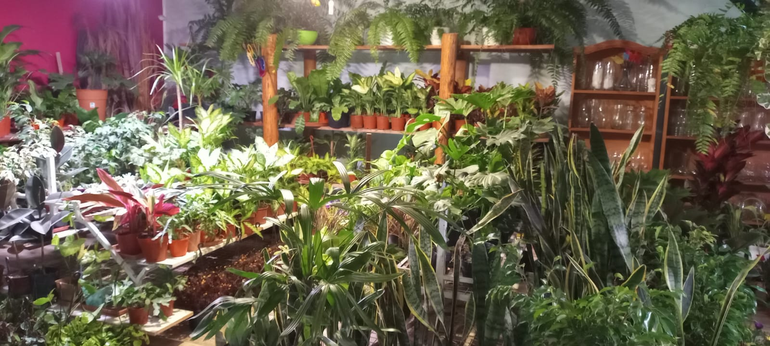 El vivero de Claudia en Oro. El vivero de Claudia en Oro.