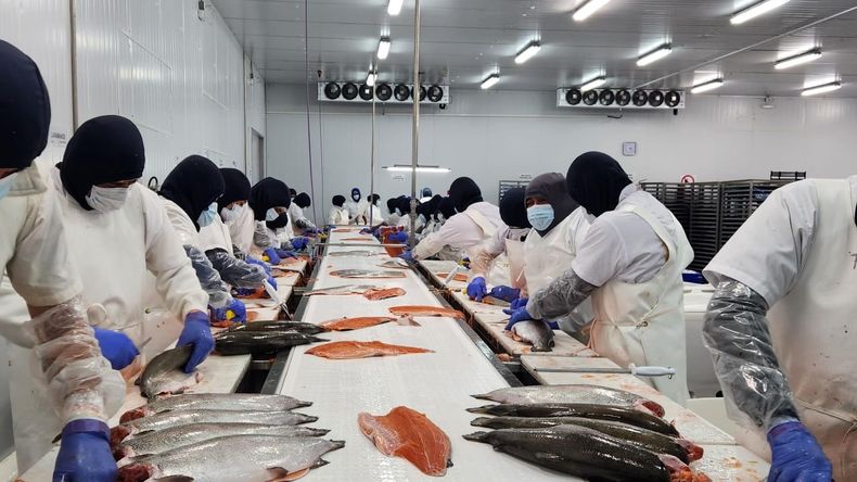 La actividad mantiene una expansión sostenida desde 2019: la producción se multiplicó más de 40 veces en seis años y las exportaciones alcanzaron un nuevo máximo histórico durante 2025. | LMCipolletti.com La actividad mantiene una expansión sostenida desde 2019: la producción se multiplicó más de 40 veces en seis años y las exportaciones alcanzaron un nuevo máximo histórico durante 2025.