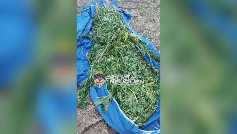 Encuentran 27 plantas de marihuana abandonadas en un baldío