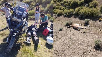 El turista brasiñelo cayó de a moto tras impactar contra el guanaco. El animal murió.&nbsp;
