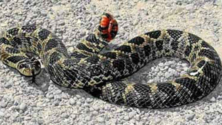 Una yarará mordió a un nene y está internado en una clínica de Roca