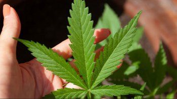 diputados de mexico aprobo el uso recreativo de la marihuana