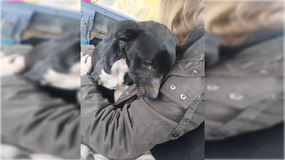 La perra fue rescatada por los vecinos y la Justicia condenó al hombre. Foto: Archivo. | LMCipolletti.com La perra fue rescatada por los vecinos y la Justicia condenó al hombre. Foto: Archivo.