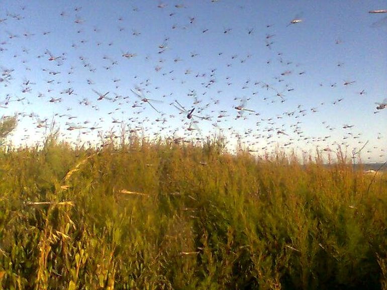 La recomendación es no matar a las libélulas, sino retirarlas del hogar con un vaso de agua transparente y liberarla en el exterior. 