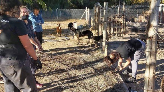 En la guardería de mascotas de la comuna ha ido decreciendo el número de perros alojados. La labor de las voluntarias proteccionistas ha sido clave. &nbsp;