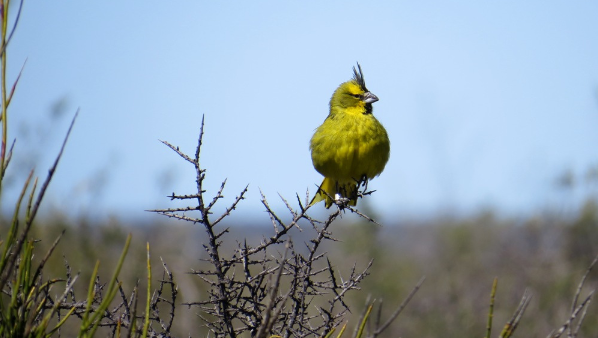 Ejemplares de cardenales amarillos fueron rescatados en San Juan y regresados a Río Negro.