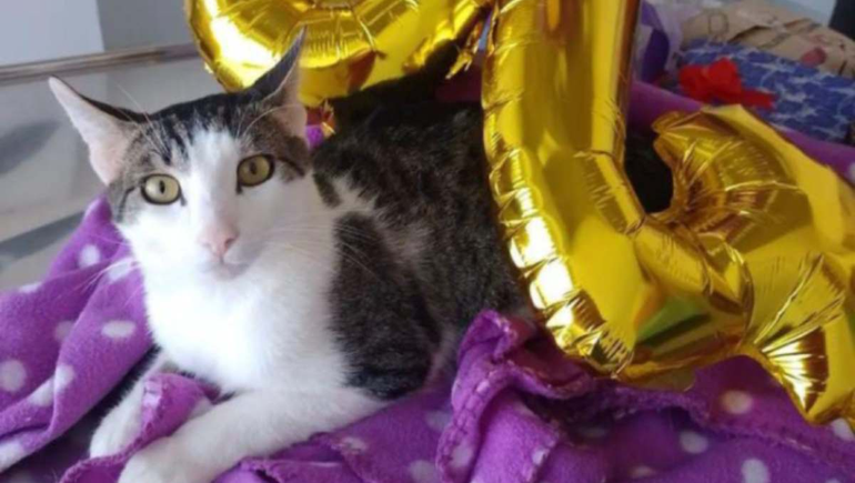 Luigi, el gatito que superó el coronavirus tras 84 inyecciones