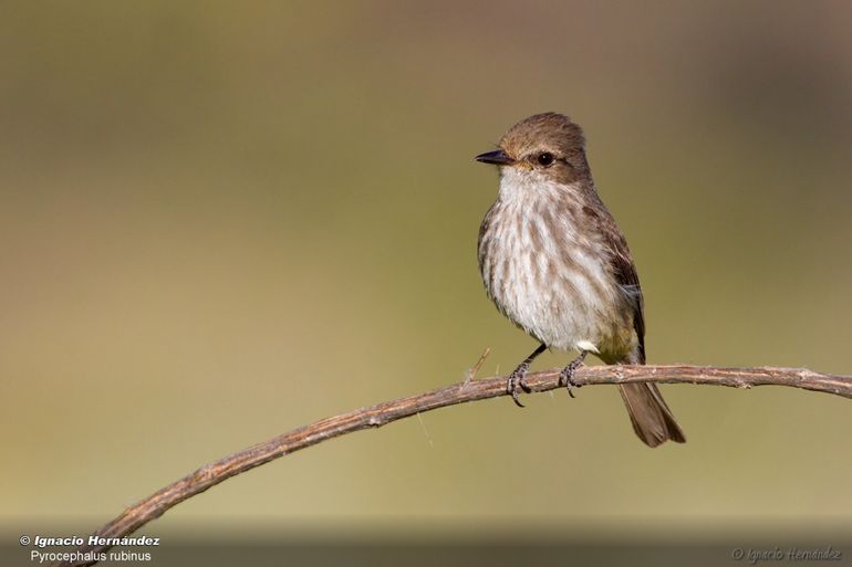 El Churrinche hembra o juvenil, presenta un plumaje diferente al macho.