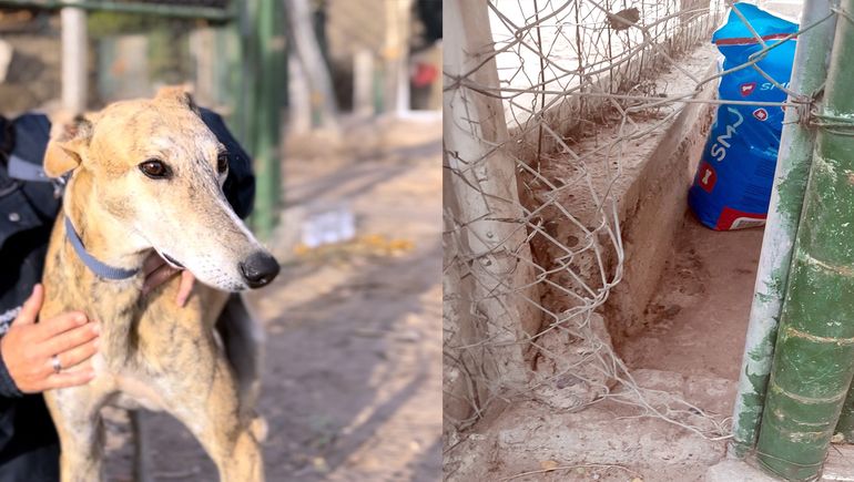 Picasso y el canil del cuál lo robaron.