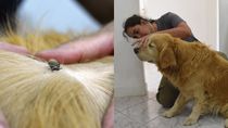 Las molestas garrapatas proliferan en jardines con determinadas plantas.