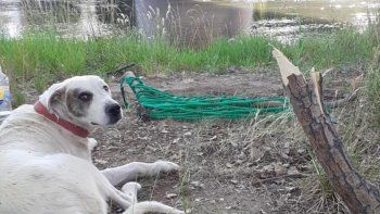 el perro rescatado de un islote se recupera rodeado de amor