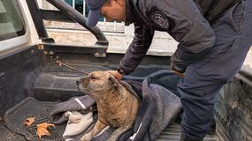 El perro rescatado en Costa Norte presentaba heridas, y los vecinos afirmaron que el dueño lo había golpeado. | LMCipolletti.com El perro rescatado en Costa Norte presentaba heridas, y los vecinos afirmaron que el dueño lo había golpeado.