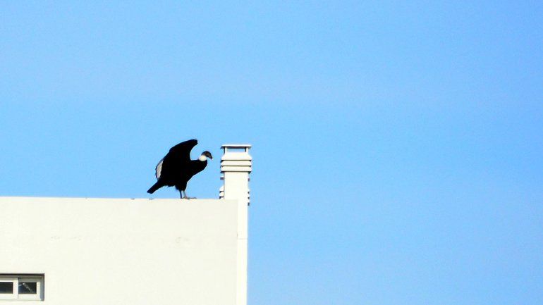 Un cóndor causó revuelo en pleno centro de Neuquén