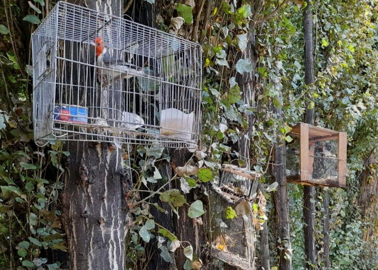 Trabajadores golondrinas comercializaban aves protegidas
