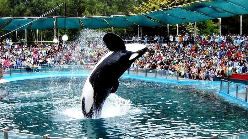 Denuncia: impactante video de la orca de Mundo Marino