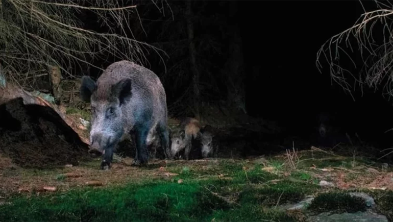 Fue a cazar, un amigo lo confundió con un jabalí y lo mató de un tiro