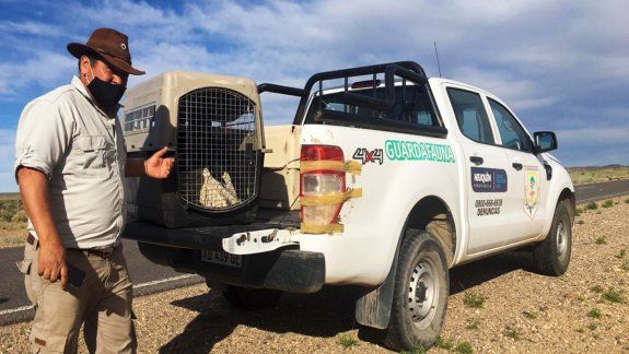 Rescataron un cóndor y un águila lastimados.&nbsp;