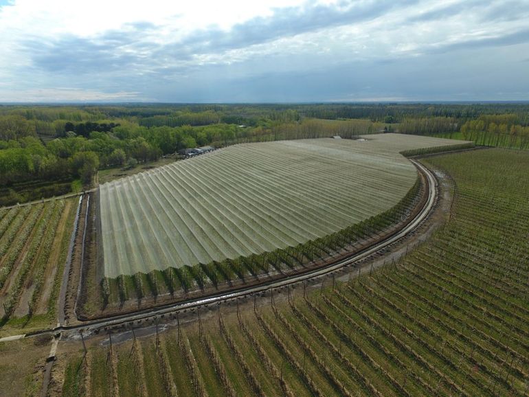 Sigue creciendo la cobertura de frutales en todo el Valle de Río Negro y Neuquén.